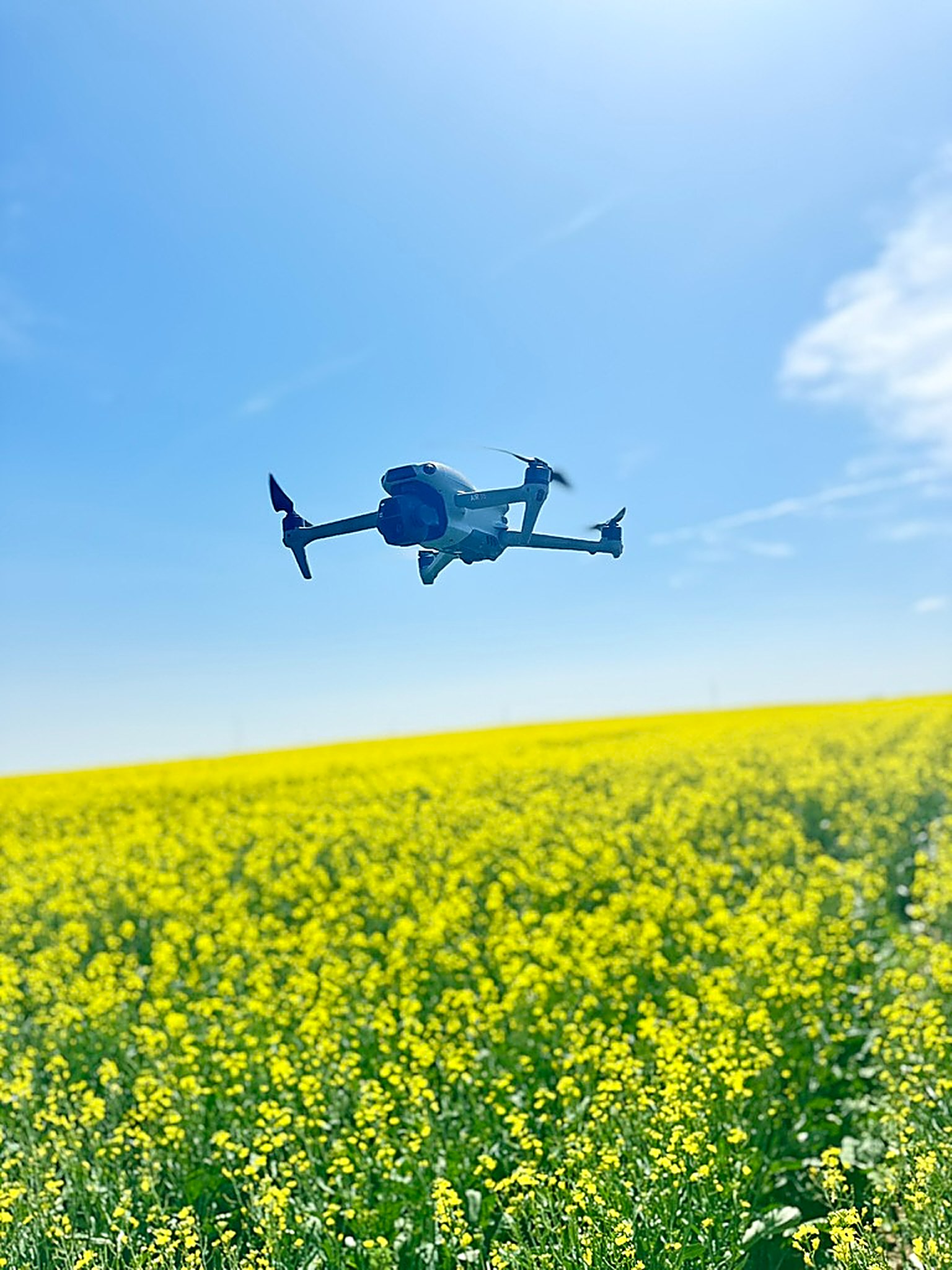 Drone flying over a canola field